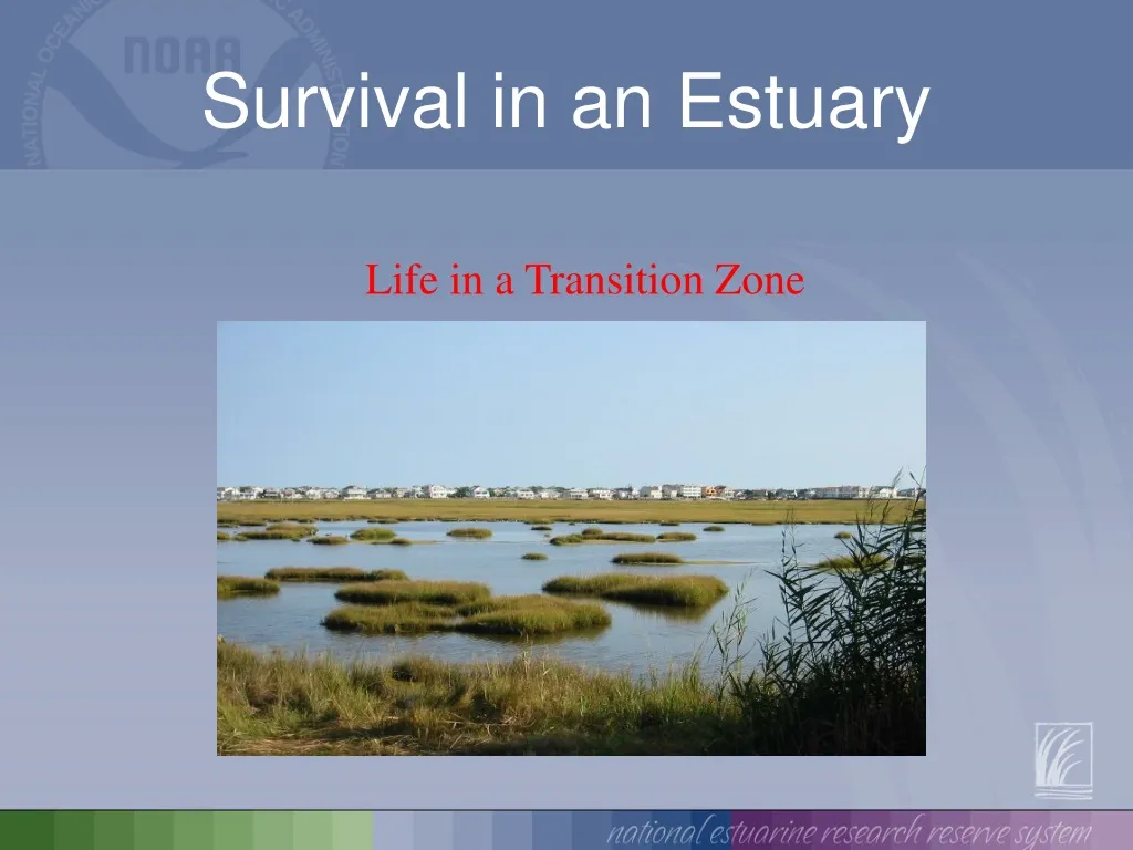 survival in an estuary