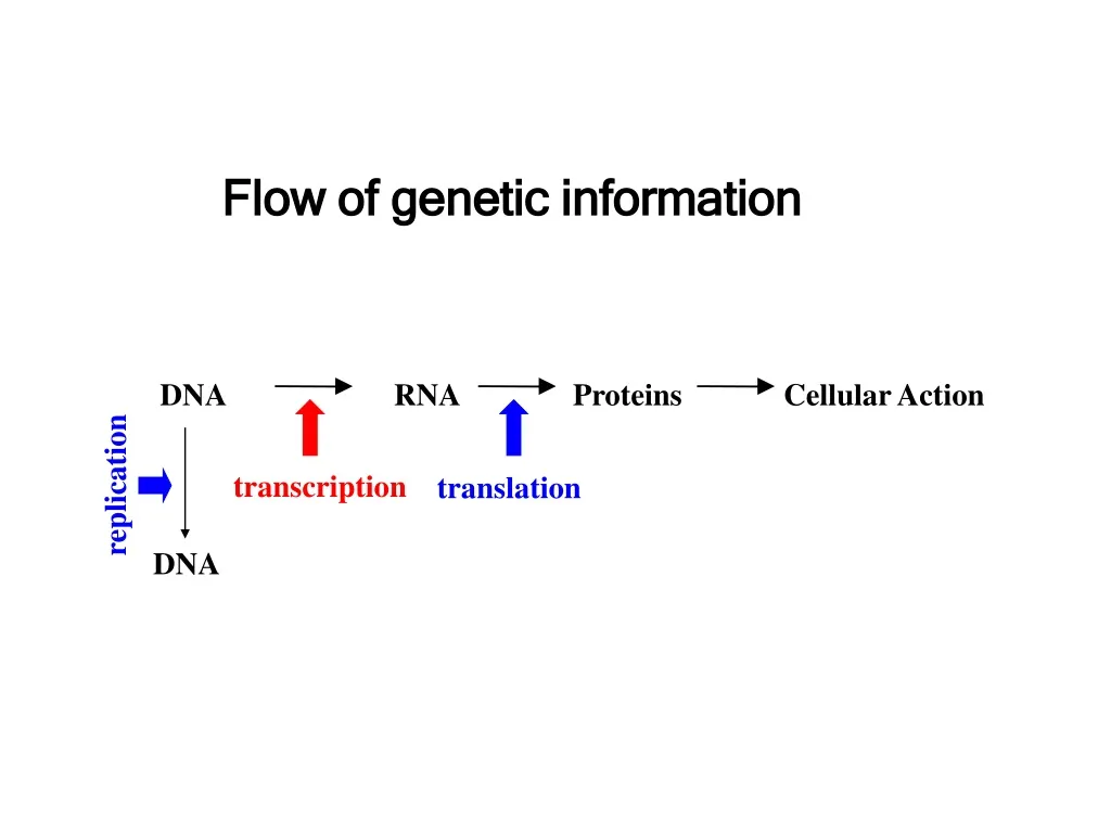 flow of genetic information