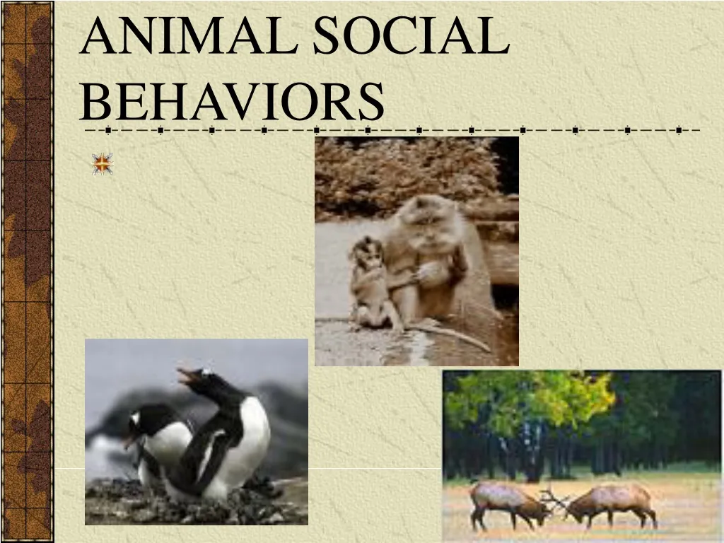animal social behaviors