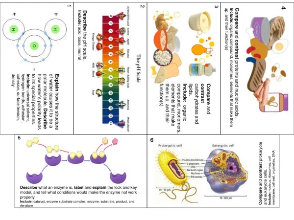 compare and contrast proteins and nucleic acids