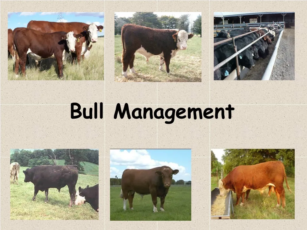 bull management