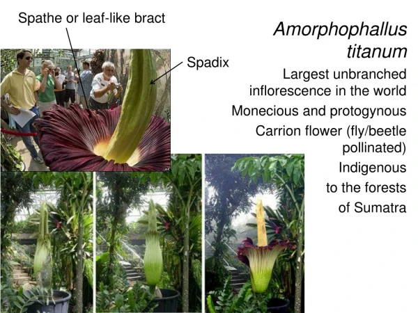 Amorphophallus titanum Largest unbranched inflorescence in the world Monecious and protogynous