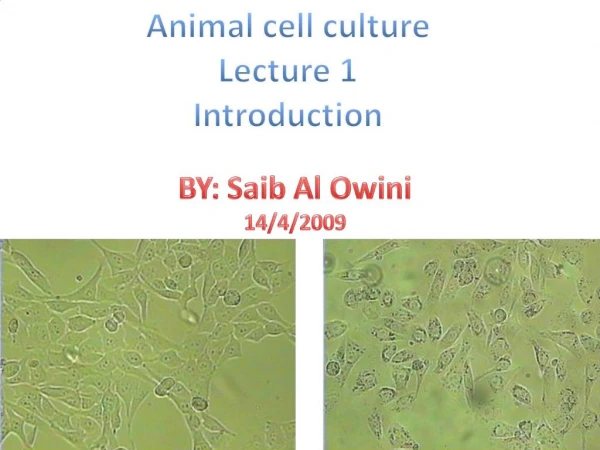 Animal cell culture Lecture 1 Introduction