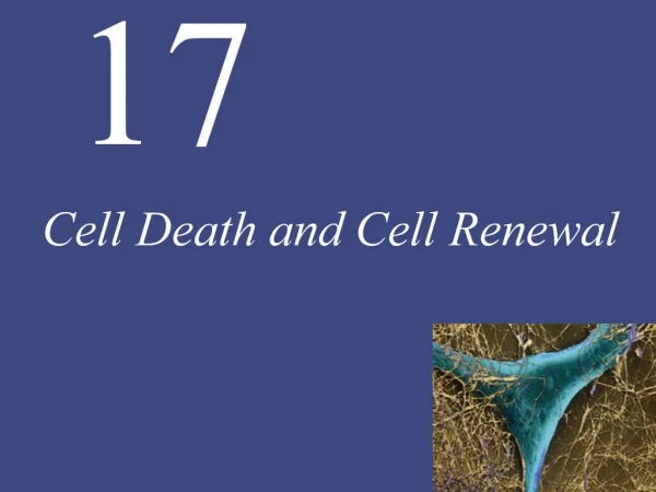 Cell Death and Cell Renewal