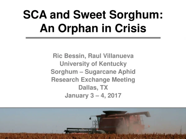 SCA and Sweet Sorghum: An Orphan in Crisis