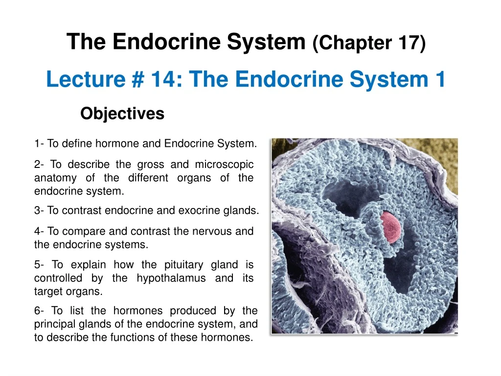 the endocrine system chapter 17