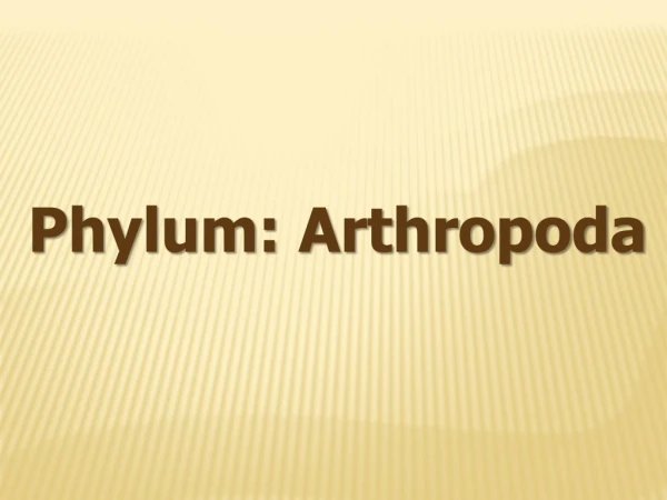 P hylum : Arthropoda