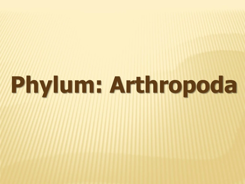 p hylum arthropoda