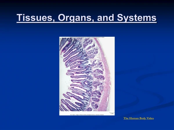 Tissues, Organs, and Systems