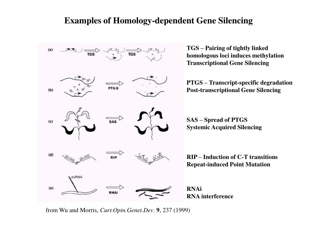 examples of homology dependent gene silencing
