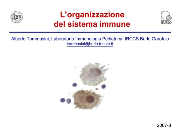 L organizzazione del sistema immune