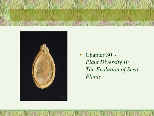 Chapter 30 ~ Plant Diversity II: The Evolution of Seed Plants