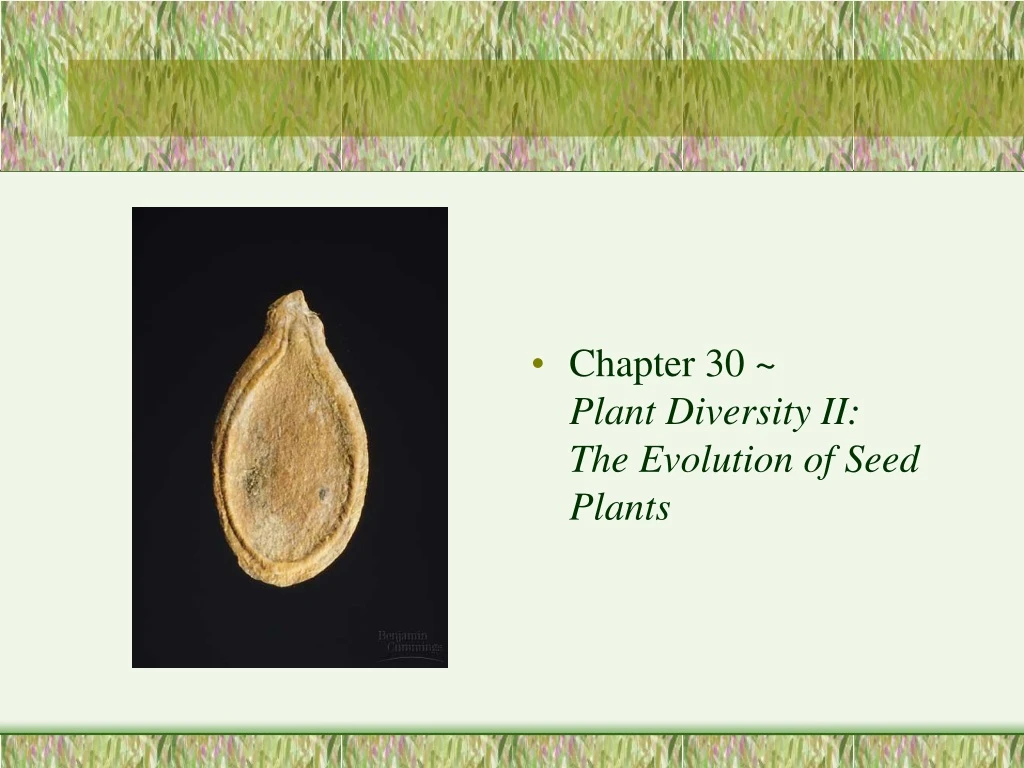 chapter 30 plant diversity ii the evolution