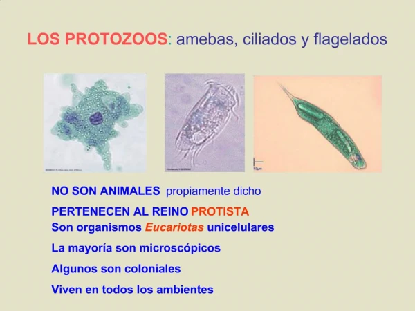 LOS PROTOZOOS: amebas, ciliados y flagelados