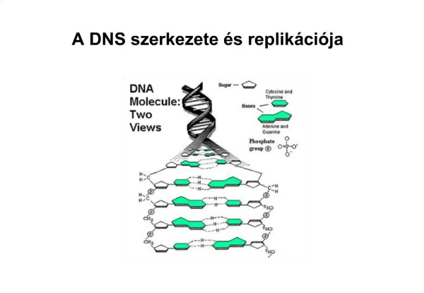 A DNS szerkezete s replik ci ja