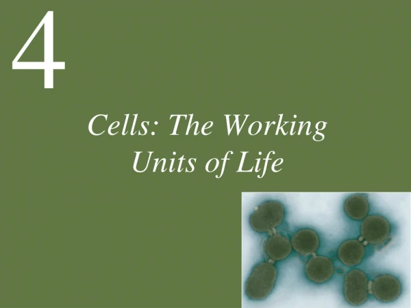 Cells: The Working Units of Life