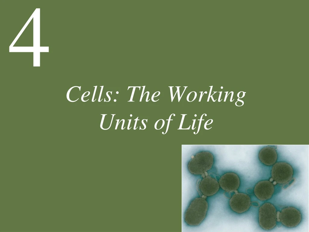 cells the working units of life