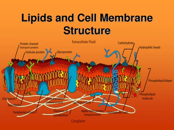 Lipids and Cell Membrane Structure