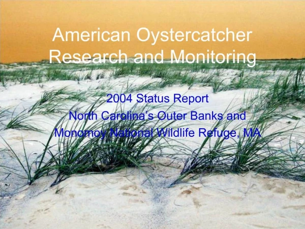 American Oystercatcher Research and Monitoring