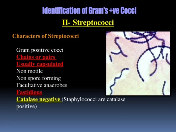 II - Streptococci