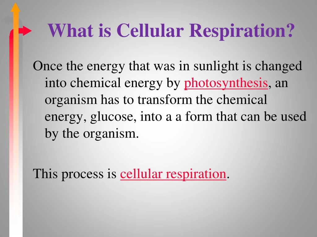 what is cellular respiration