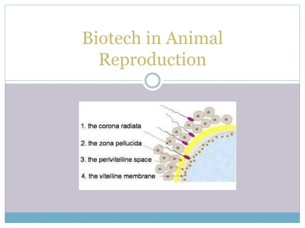 biotech in animal reproduction