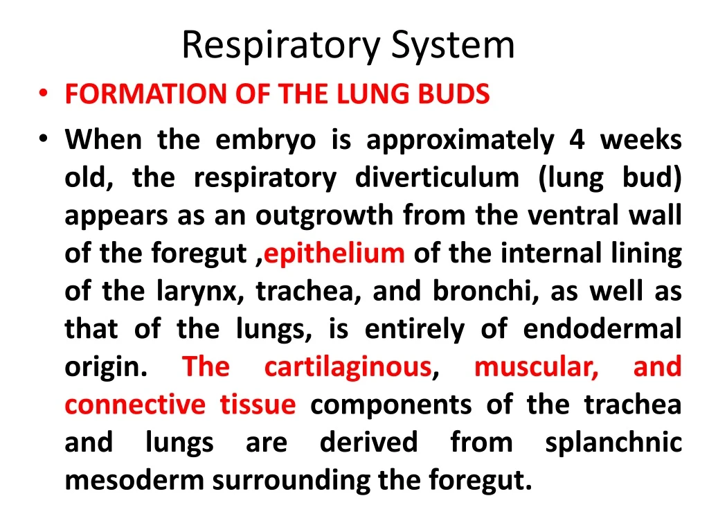 respiratory system