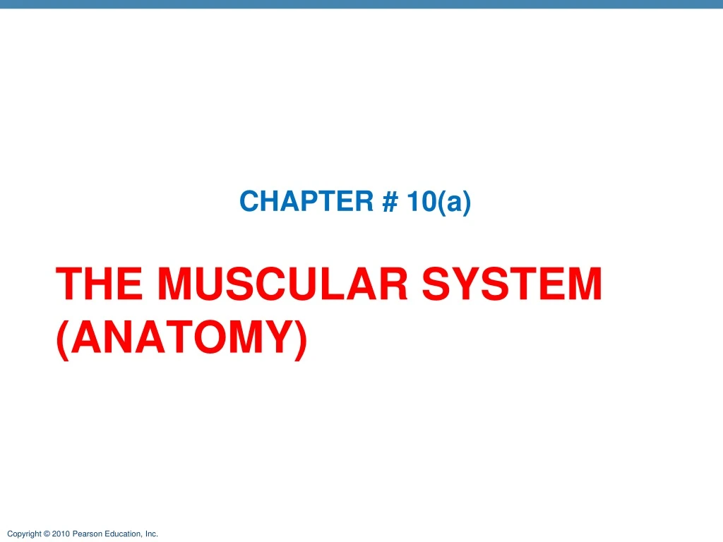 the muscular system anatomy