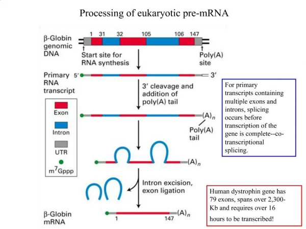 Processing of eukaryotic pre-mRNA