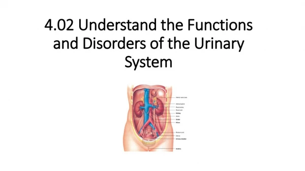 4.02 Understand the Functions and Disorders of the Urinary System