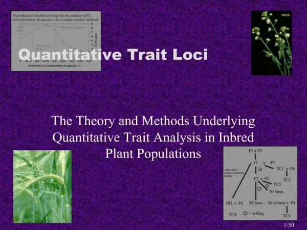 The Theory and Methods Underlying Quantitative Trait Analysis in Inbred Plant Populations
