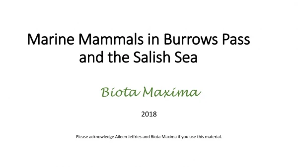 Marine Mammals in Burrows Pass and the Salish Sea
