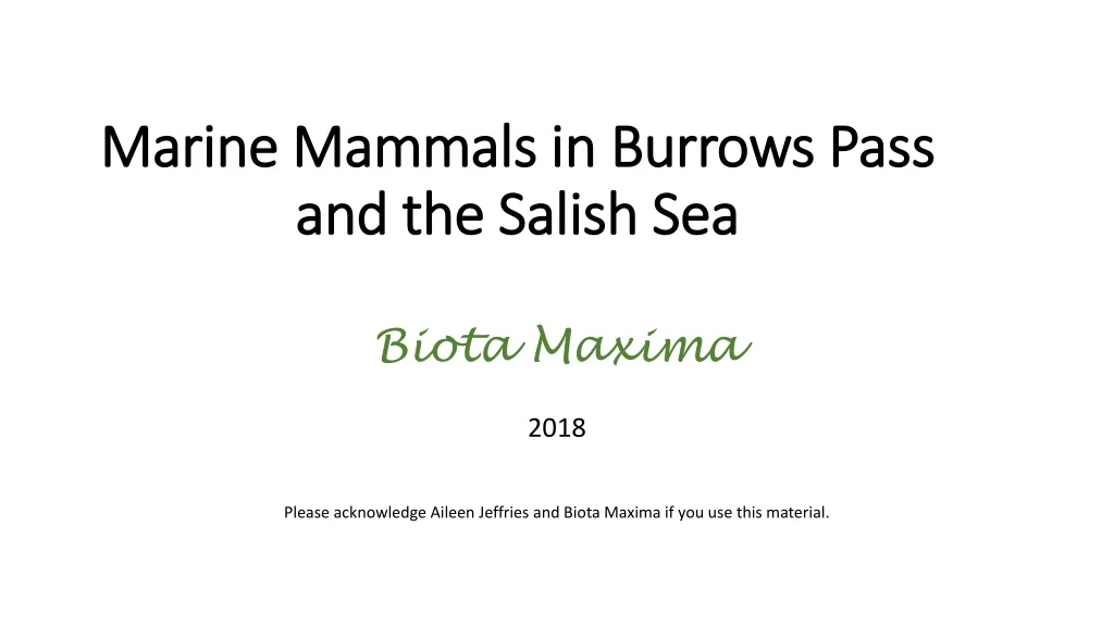marine mammals in burrows pass and the salish sea