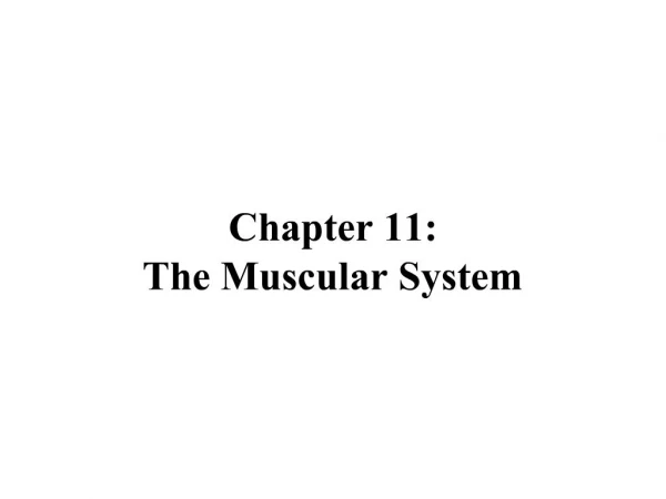 Chapter 11: The Muscular System