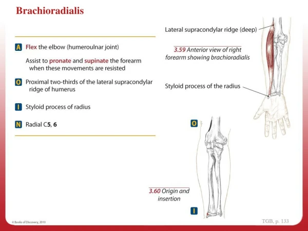 Brachioradialis - AOIN