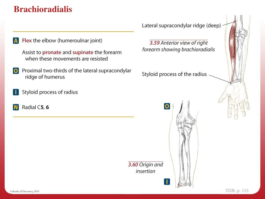 brachioradialis aoin