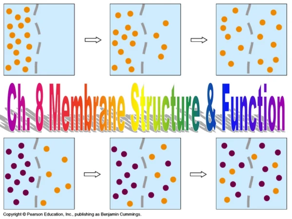 Ch. 8 Membrane Structure &amp; Function