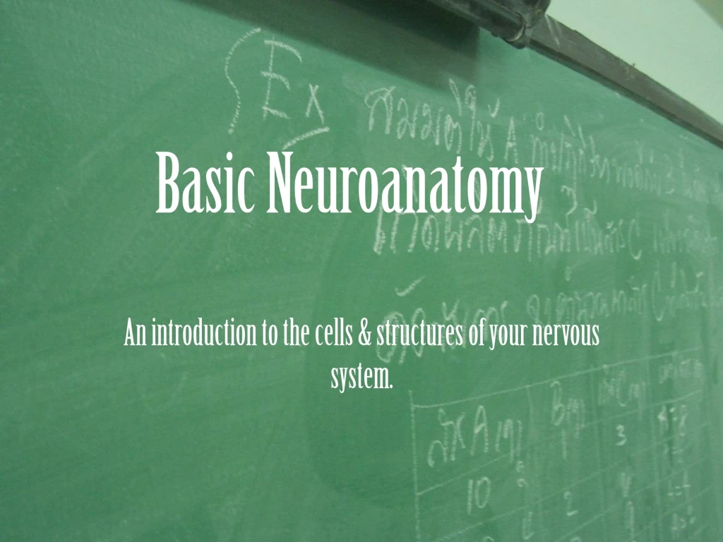 basic neuroanatomy