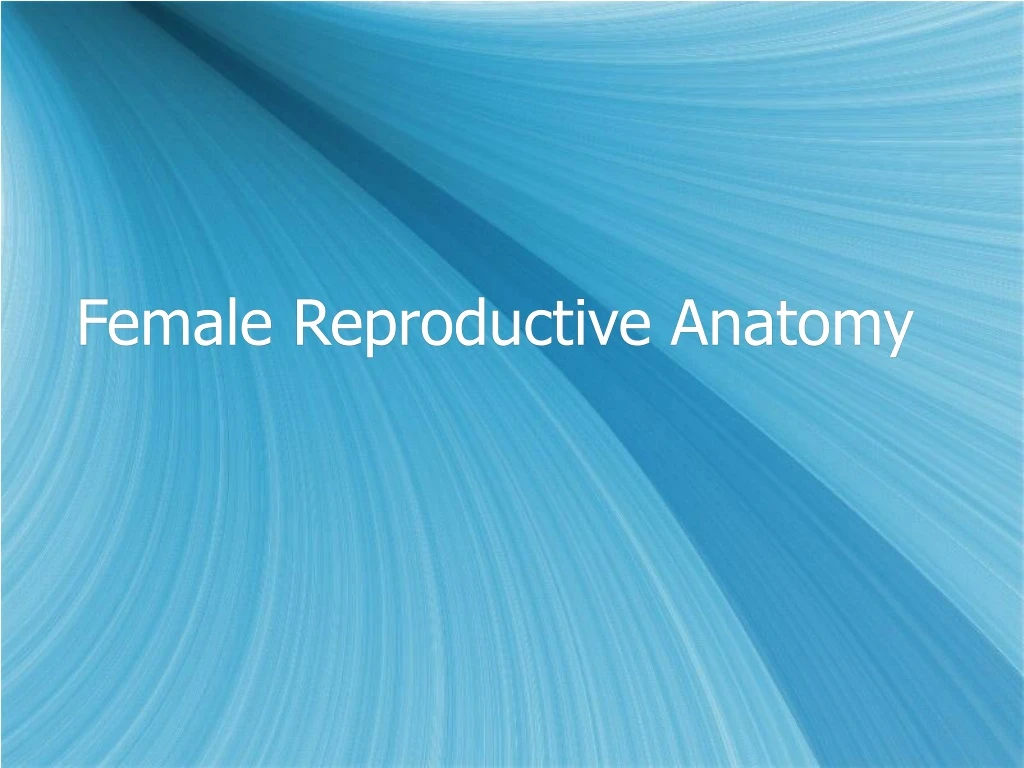 female reproductive anatomy