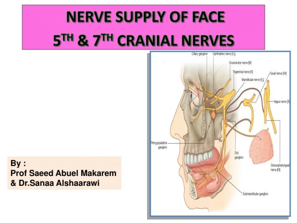 NERVE SUPPLY OF FACE 5 TH &amp; 7 TH CRANIAL NERVES