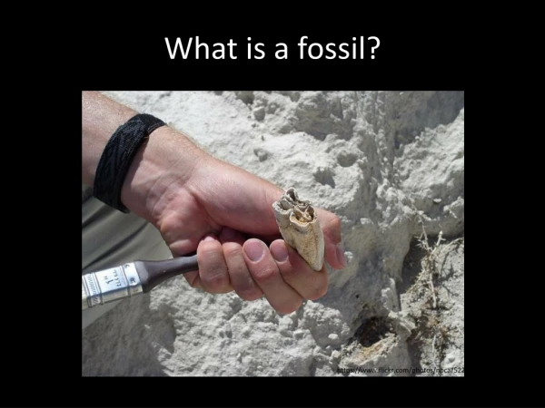 What is a fossil?