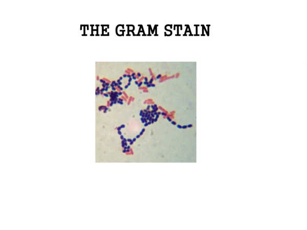 THE GRAM STAIN