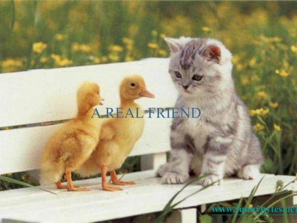 A REAL FRIEND