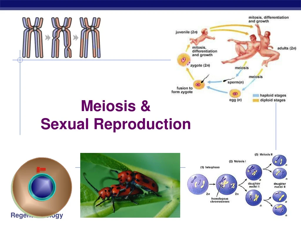 meiosis sexual reproduction