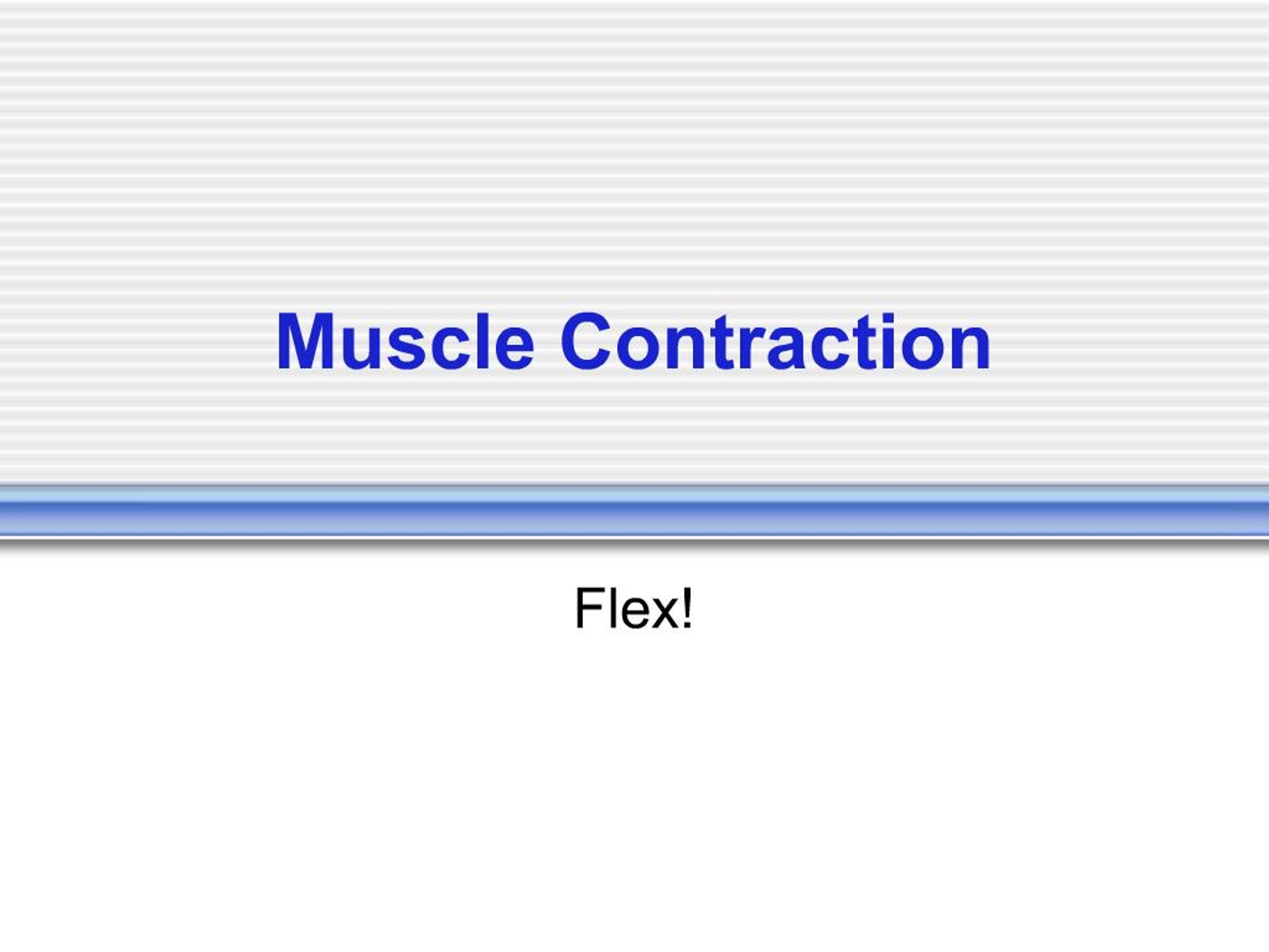 PPT - Muscle Contraction PowerPoint Presentation, free download - ID:343718