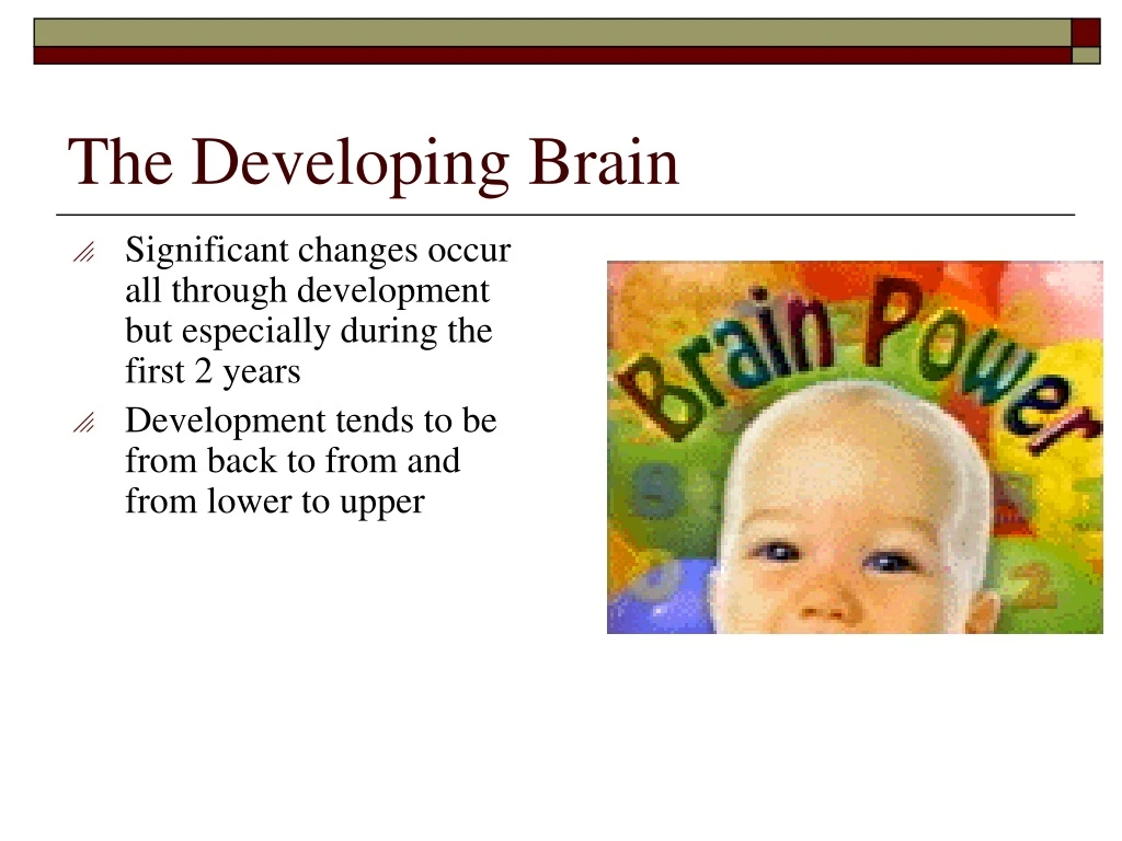 the developing brain