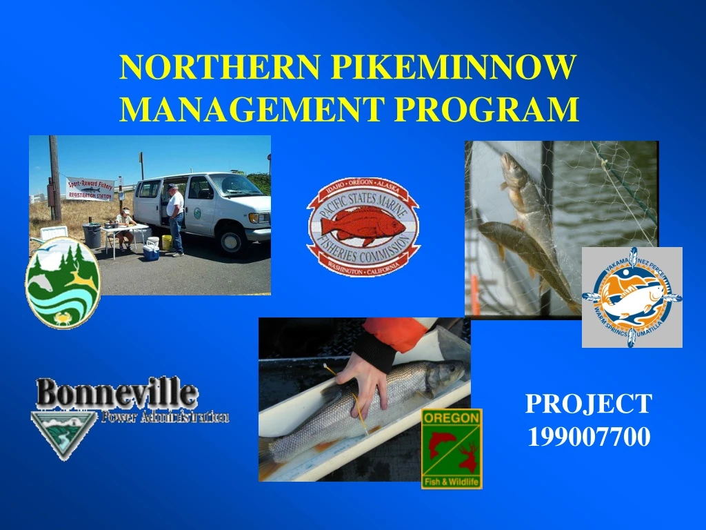 northern pikeminnow management program