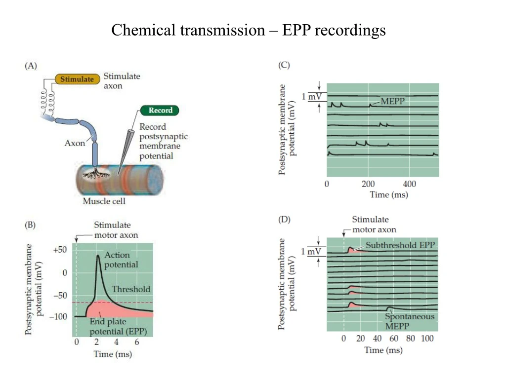 chemical transmission epp recordings