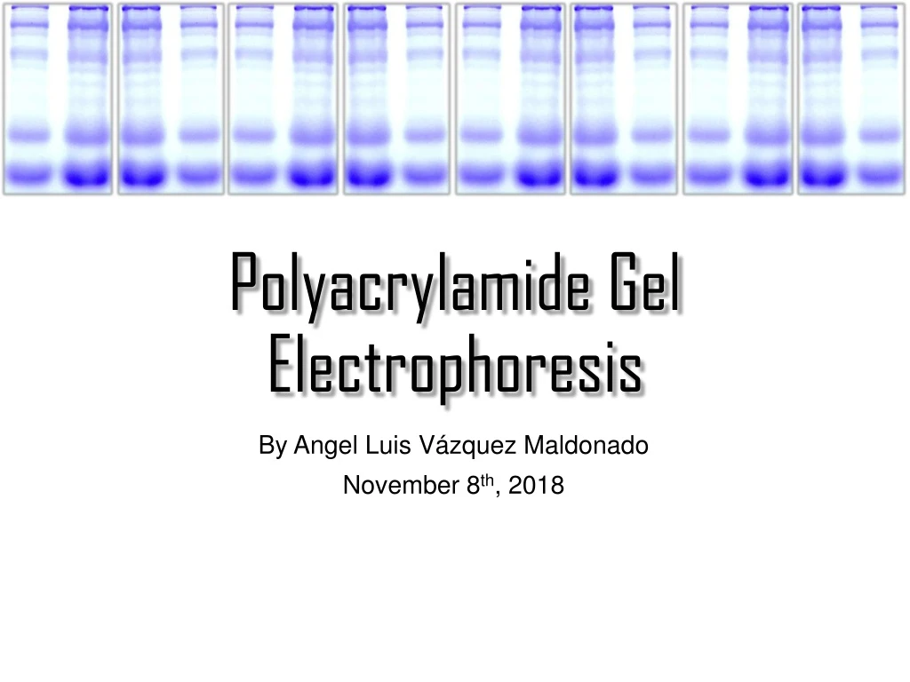 polyacrylamide gel electrophoresis