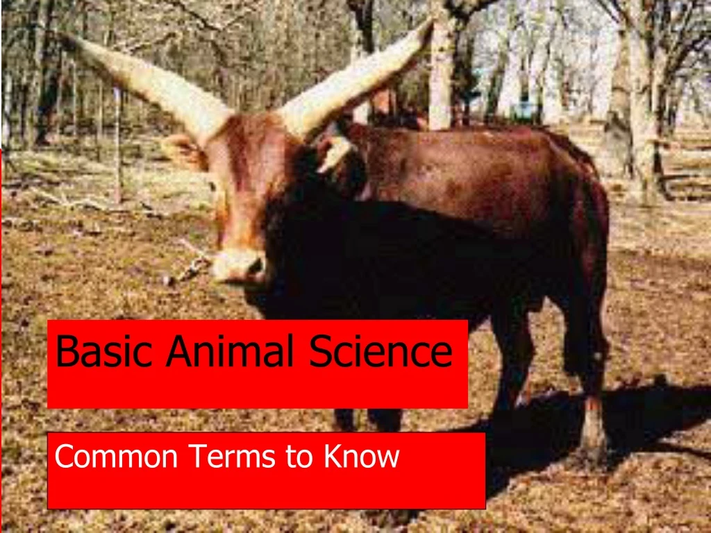 basic animal science